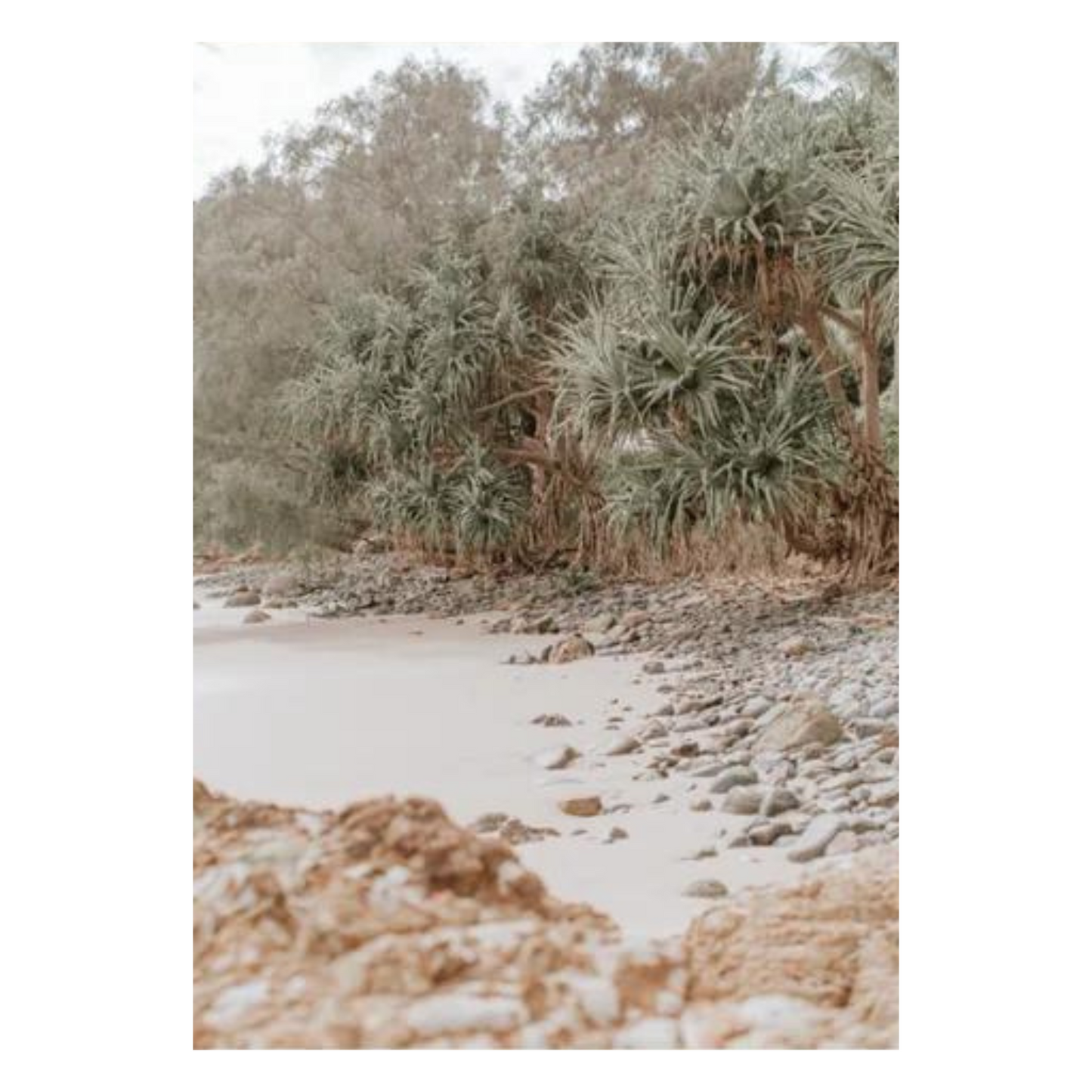 Pandanus Trees On Rocky Shoreline Photographic Print
