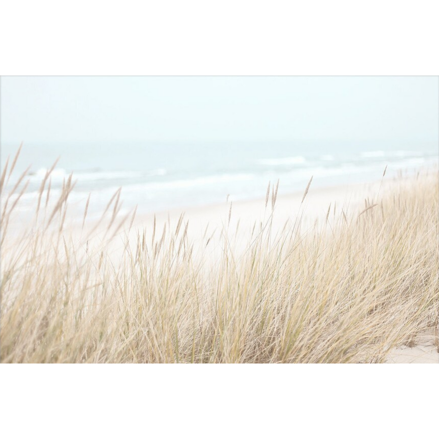 Seagrass 2 Photographic Art Print