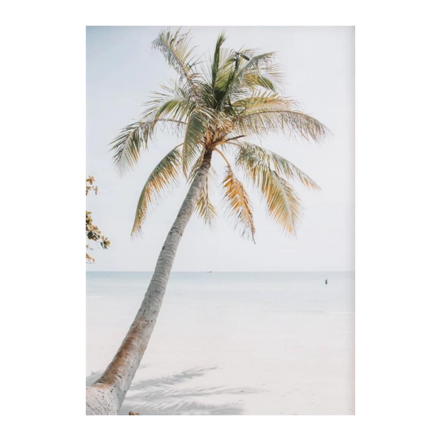 Palm Tree on White Sand Photographic Print